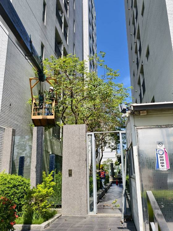 台南樹木修剪鋸樹