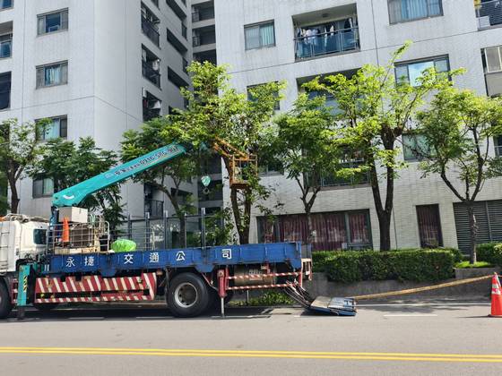 台南樹木修剪鋸樹