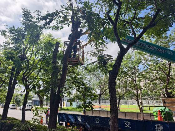 台南樹木修剪鋸樹
