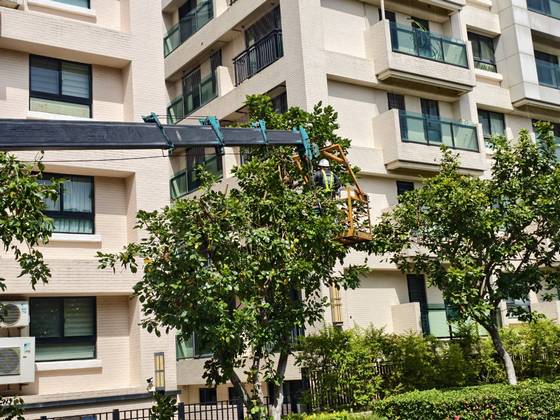 台南樹木修剪鋸樹