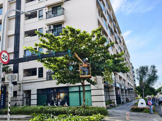 台南樹木修剪鋸樹