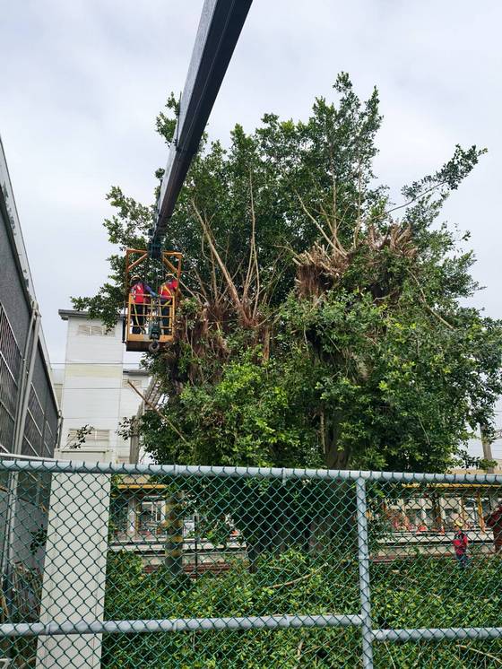 台南樹木修剪鋸樹