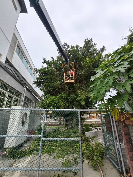 台南樹木修剪鋸樹