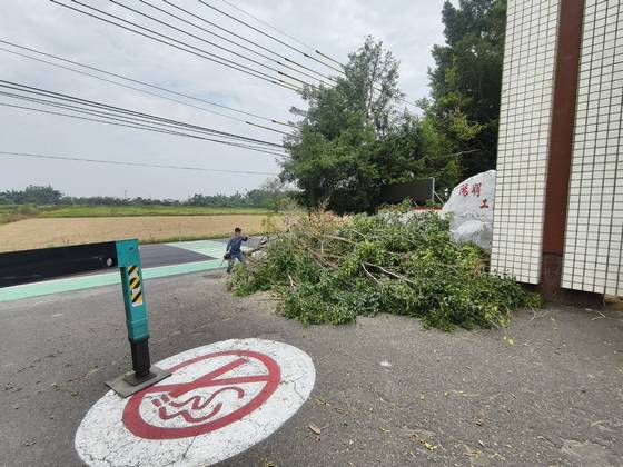 台南樹木修剪鋸樹