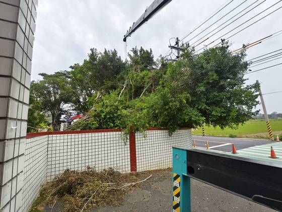 台南樹木修剪鋸樹