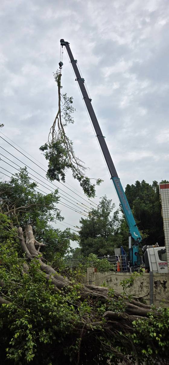 台南樹木修剪鋸樹