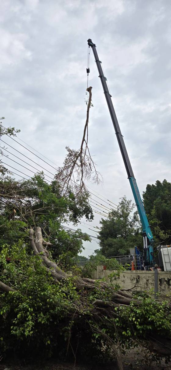 台南樹木修剪鋸樹