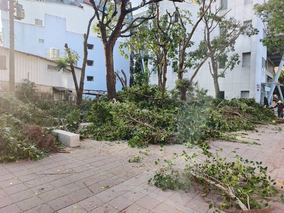 台南永康區樹木修剪鋸樹