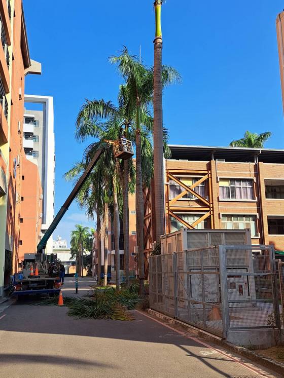 台南永康區樹木修剪鋸樹