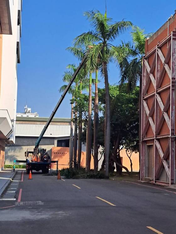 台南永康區樹木修剪鋸樹