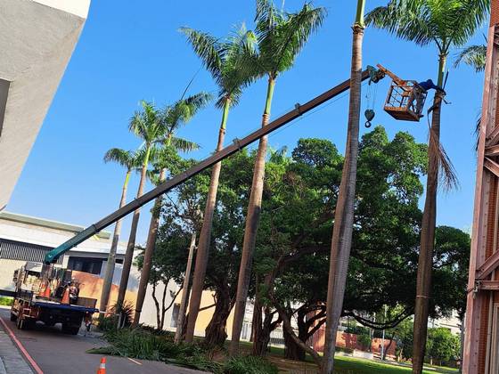 台南永康區樹木修剪鋸樹