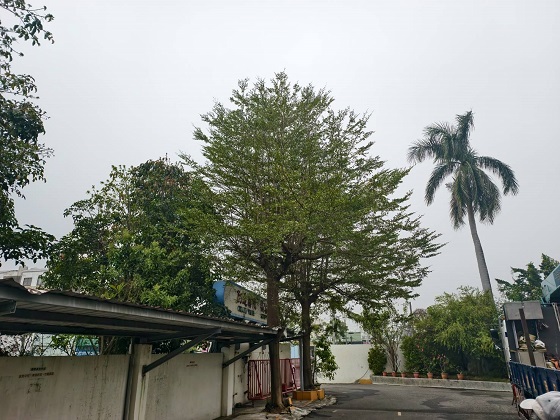 台南歸仁區樹木修剪鋸樹