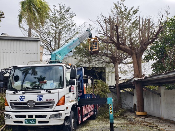 台南歸仁區樹木修剪鋸樹
