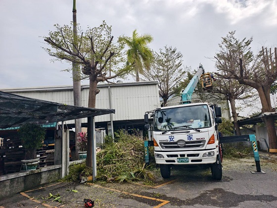 台南歸仁區樹木修剪鋸樹