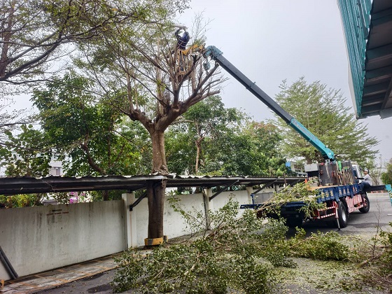 台南歸仁區樹木修剪鋸樹
