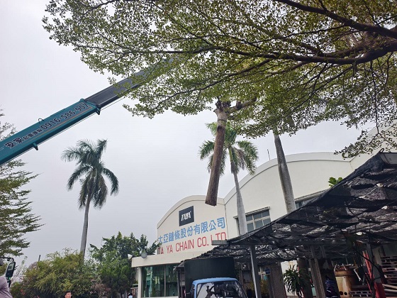 台南歸仁區樹木修剪鋸樹