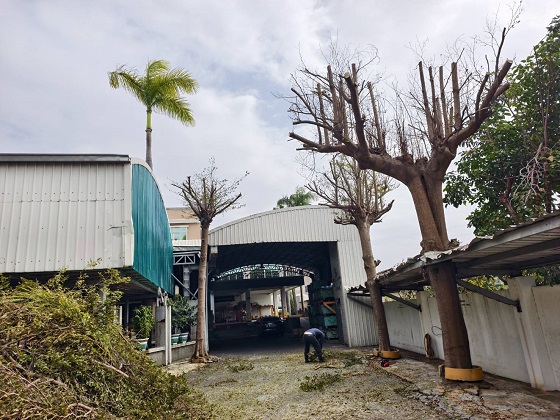 台南歸仁區樹木修剪鋸樹