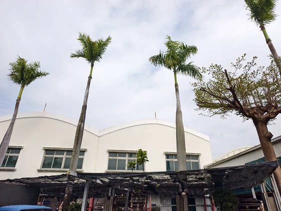 台南歸仁區樹木修剪鋸樹