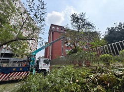 台南永康區樹木修剪鋸樹