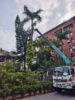 台南永康區樹木修剪鋸樹
